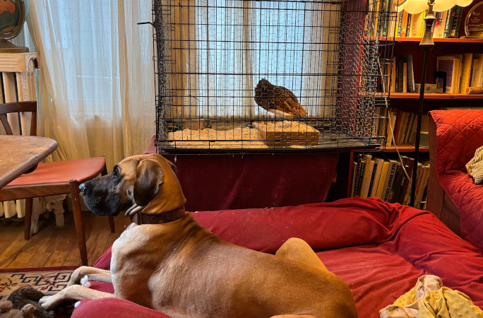 Gertie in her cage next to Maisie the Great Dane