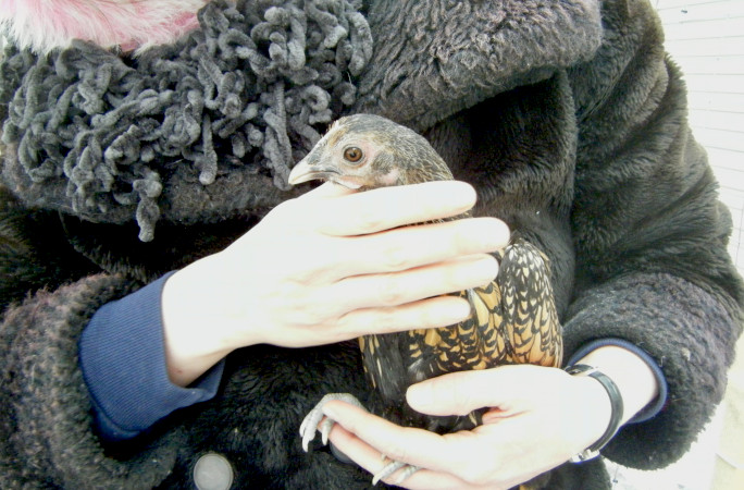 Gertie being held in 2010