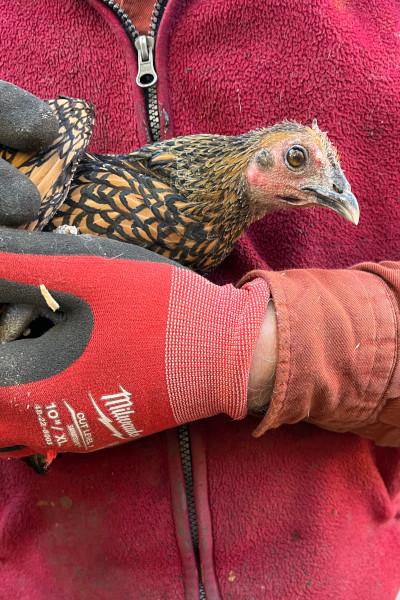 Gertie being held in 2024