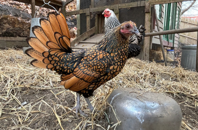 Gertie in her outdoor coop