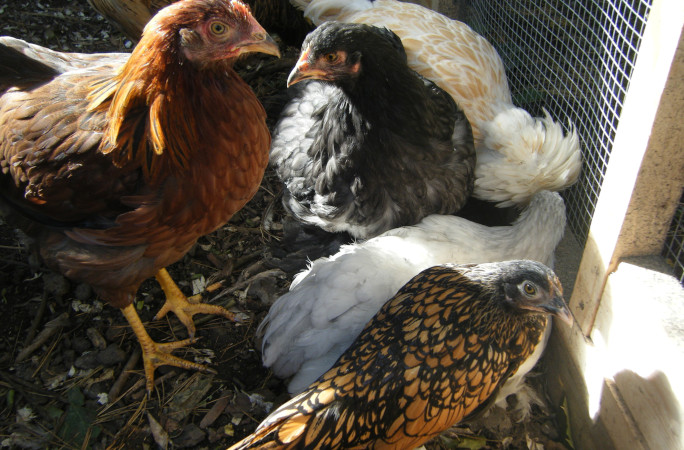 Gertie with other chickens closeup