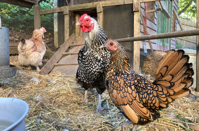 Gertie with other chickens