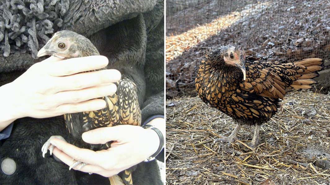 Split image of Gertie as a chick and Gertie now