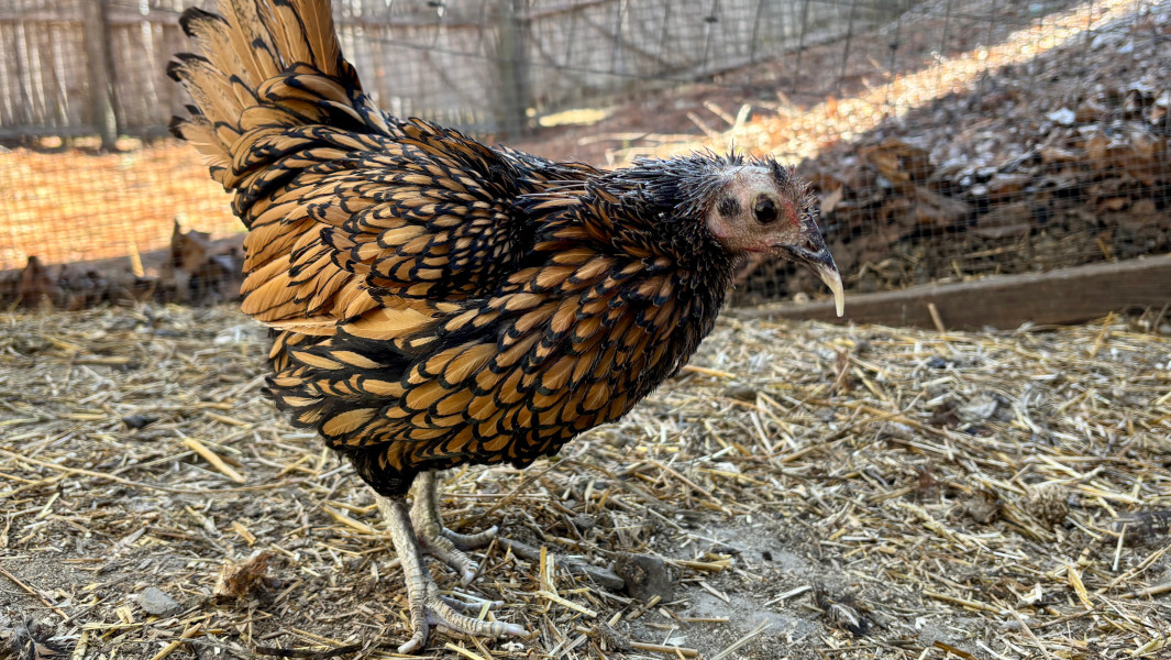 Split image of Gertie as a chick and Gertie now