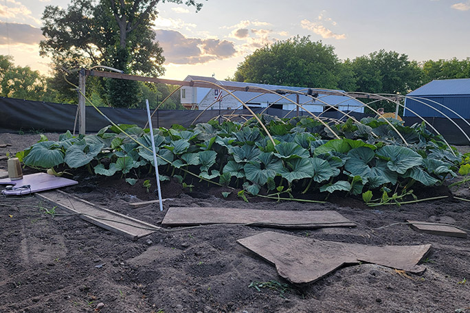 growing-giant-pumpkins---full-size-vine-close-to-harvest-time