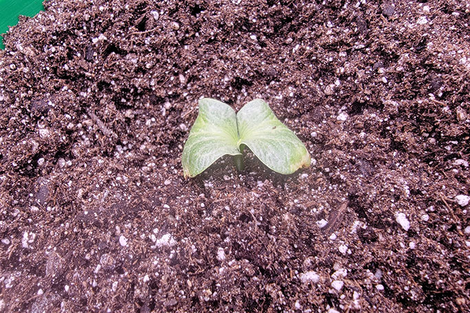 growing-giant-pumpkins---germinating-seed