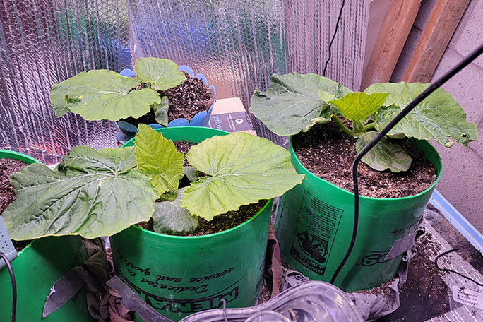 growing-giant-pumpkins---indoor-starts-ready-to-transfer-outside