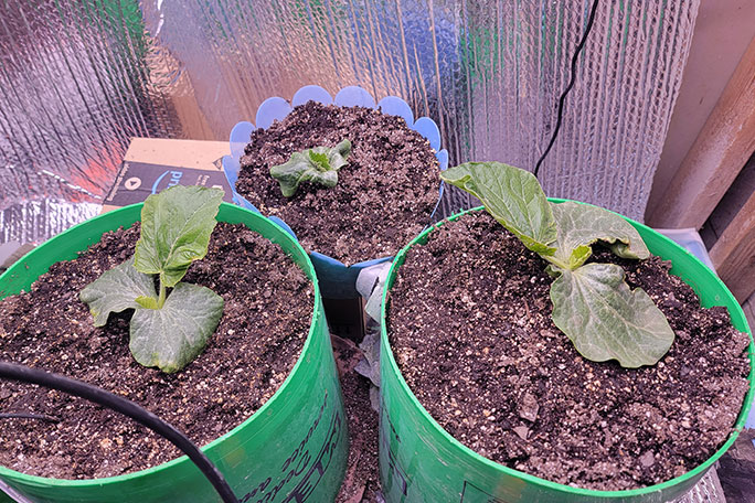 growing-giant-pumpkins---indoor-starts