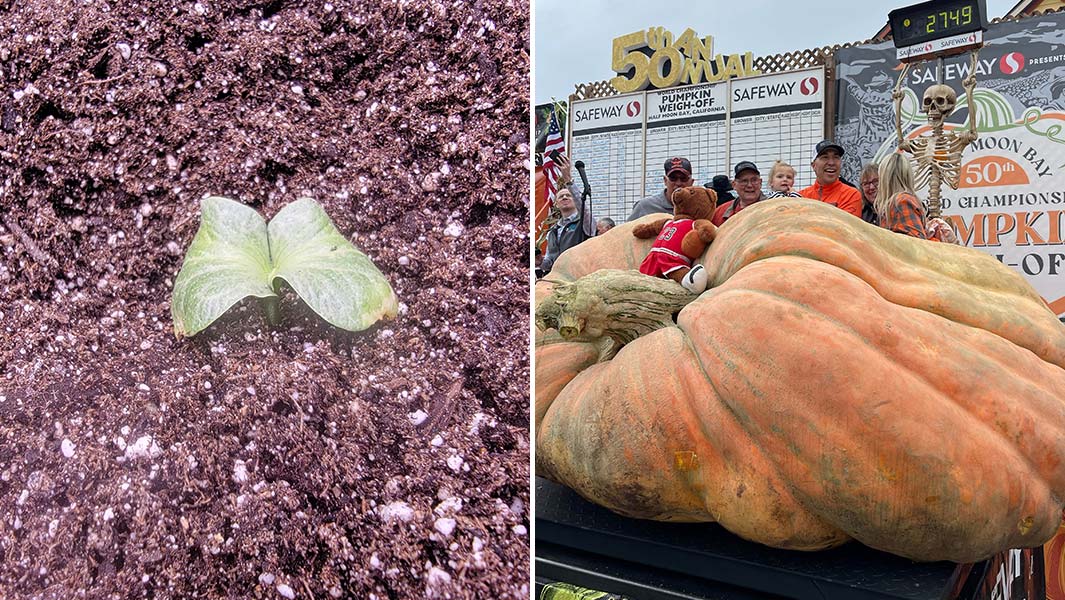 growing-giant-pumpkins-seedling-vs-final-world-record-pumpkin