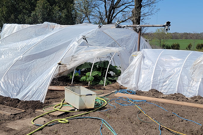 growing-giant-pumpkins-small-to-big-polytunnel