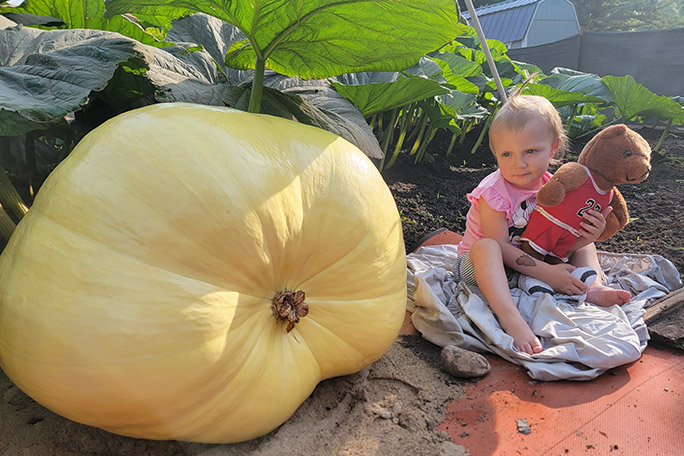 heaviest-pumpkin-still-on-vine-grown-by-travis-gienger-next-to-daughter-lily