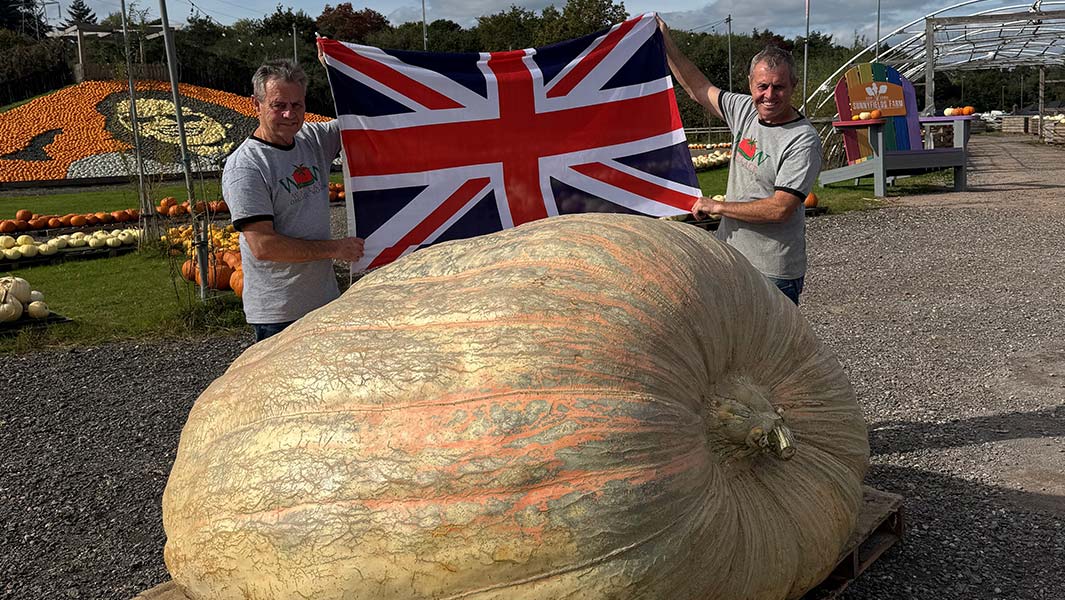 growing-giant-pumpkins-seedling-vs-final-world-record-pumpkin