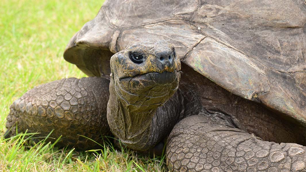 Jonathan the tortoise is alive and well