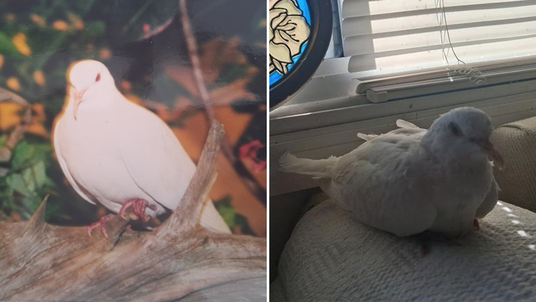 Split image of Sugar as a baby dove and Sugar now