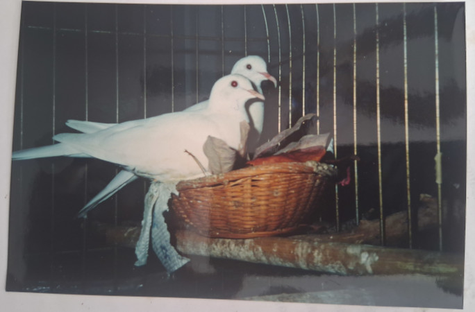 Sugar and Rose when they were young