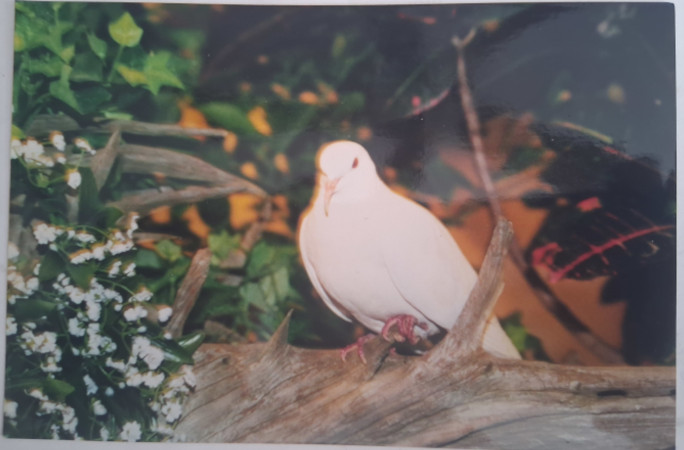 Sugar when he was younger