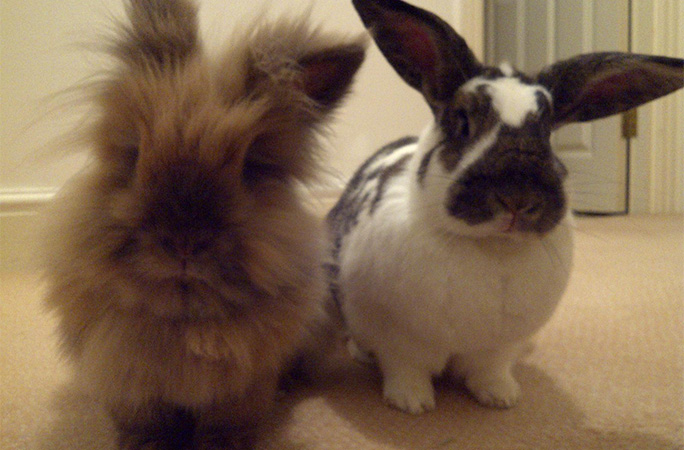 Herbie and Flopsy in 2012
