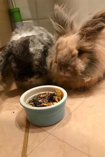 Herbie and Tinks in 2021