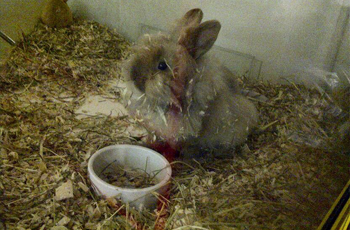 Herbie in the pet shop in 2010