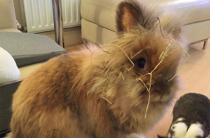 Herbie, pictures in 2015, loves covering himself in hay