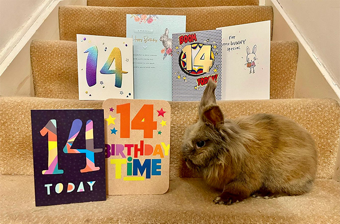 Herbie on his 14th birthday