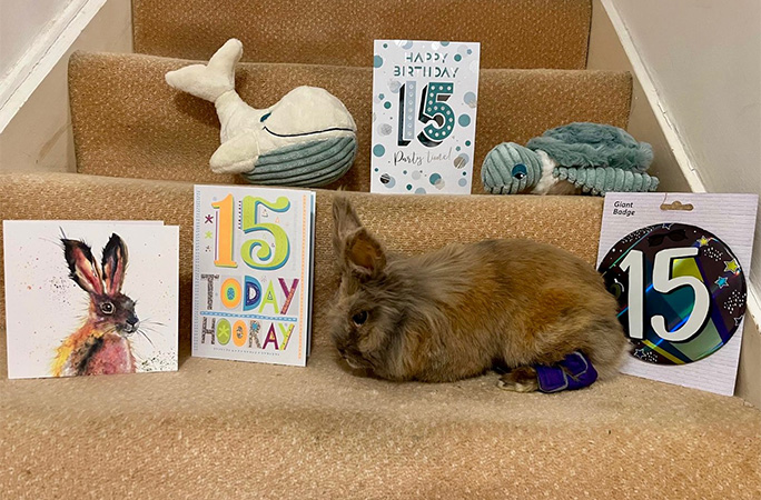 Herbie on his 15th birthday