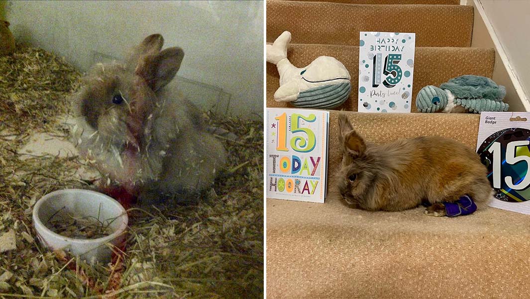 Herbie the rabbit then and now