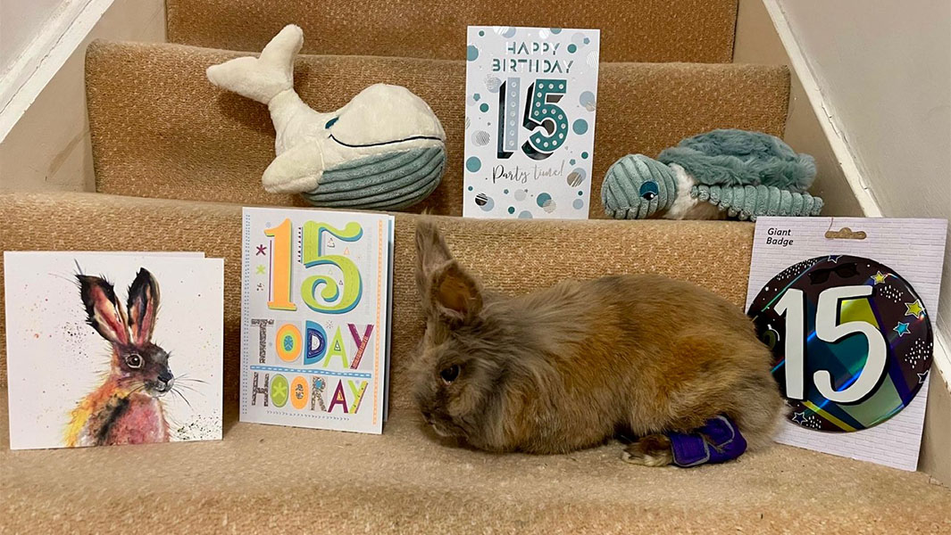 Herbie the rabbit then and now