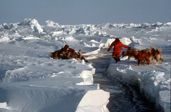 dogs pulling sleds in the North Pole