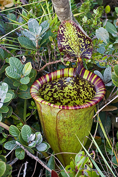 attenboroughs-pitcher-plant
