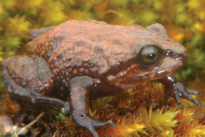 attenboroughs-rubber-frog