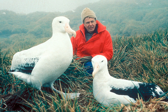 david-attenborough-with-albatrosses-in-1984-on-bbc-series-the-living-planet