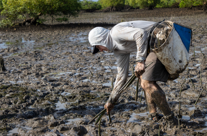 Antoine knee deep in mud planting mangroves