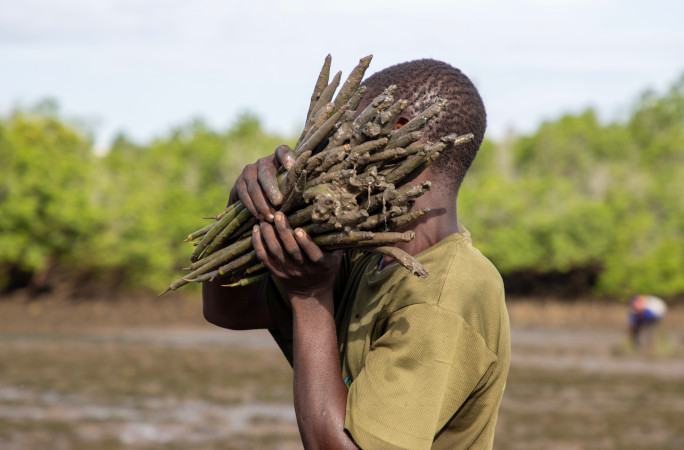 A volunteer holding the mangrove roots in front of his face