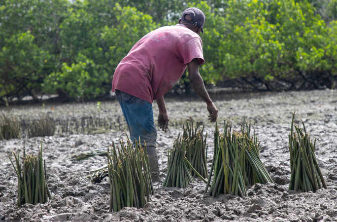 A helper tending to the mangroves in the mud