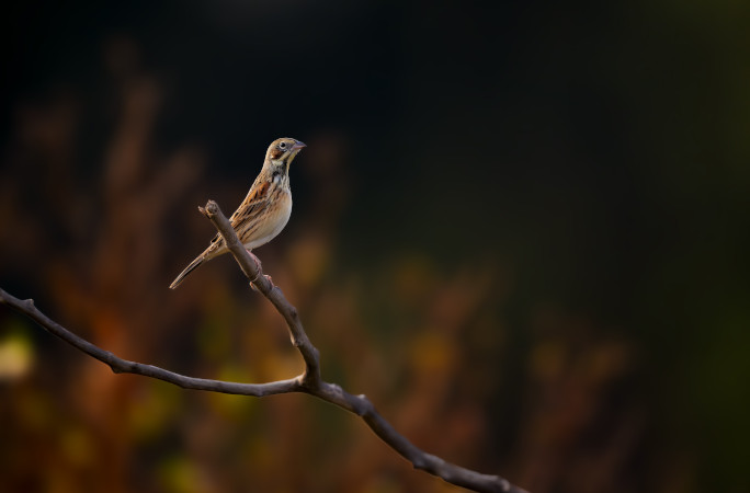 Bird on a branch