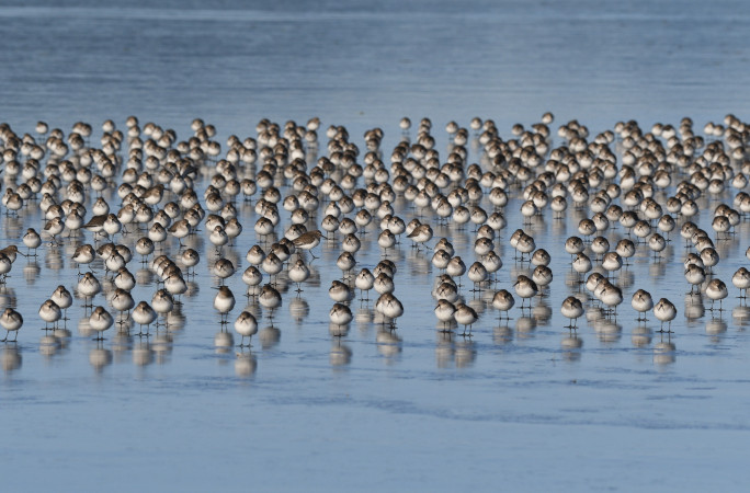 Many birds out on the water