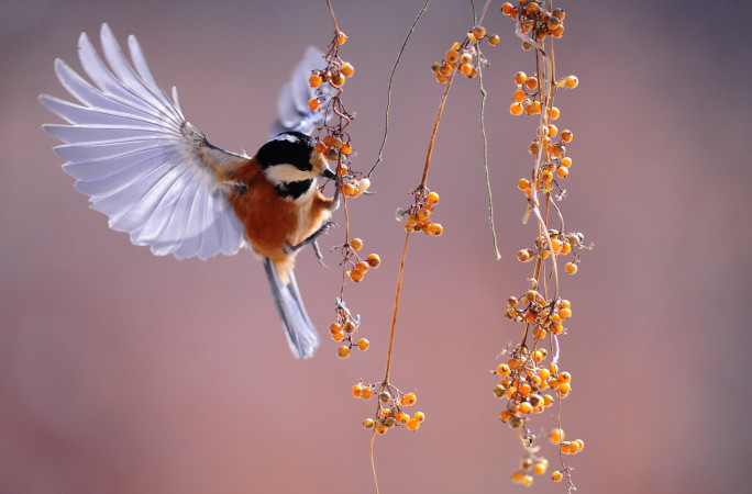 A bird picking a berry
