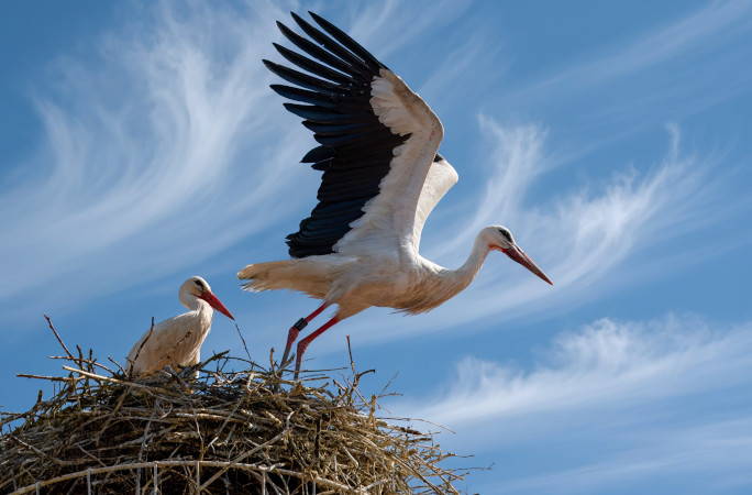 A stork flying away from the nest