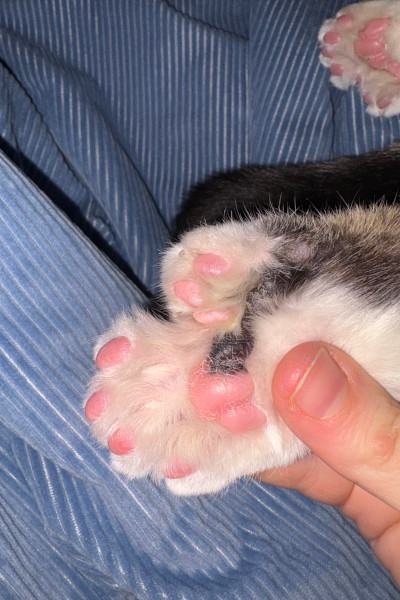 Closeup of the underside of Toby's foot