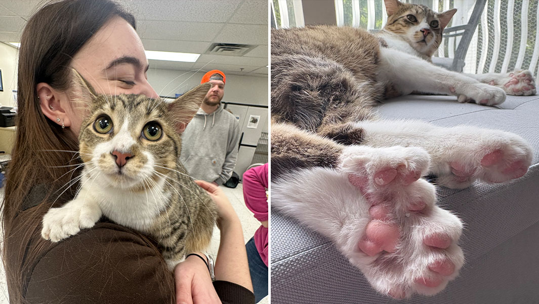 Nine lives, 10 extra toes: paw-some Michigan kitty ties record for the most toes on a cat