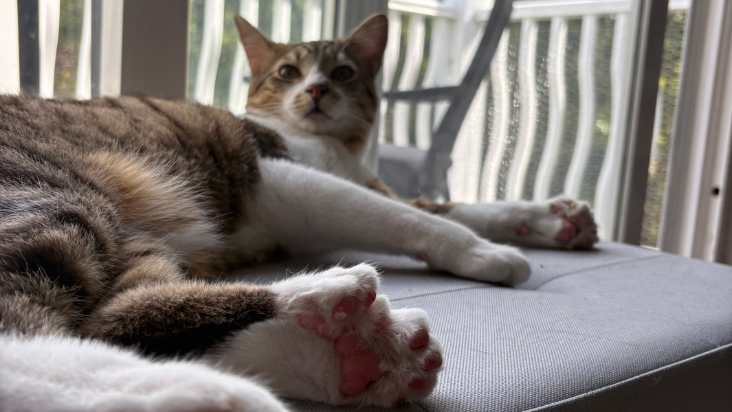 Split image of Toby on Delaney's shoulder, and a closeup of Toby's paws