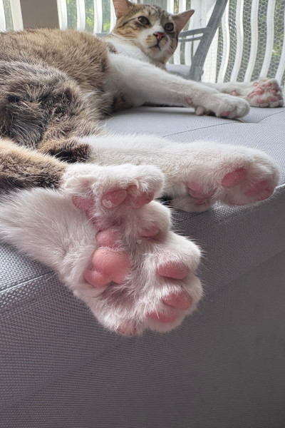 Closeup of Toby's back feet