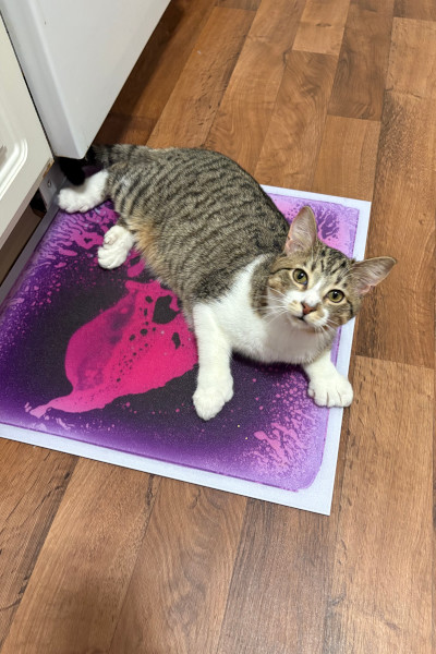 Toby sitting on a purple mat in the kitchen