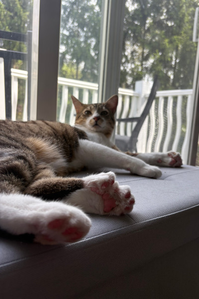 Toby sitting on the sofa showing off his feet