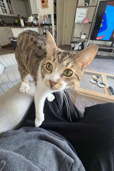 Toby standing on the sofa and looking up at the camera