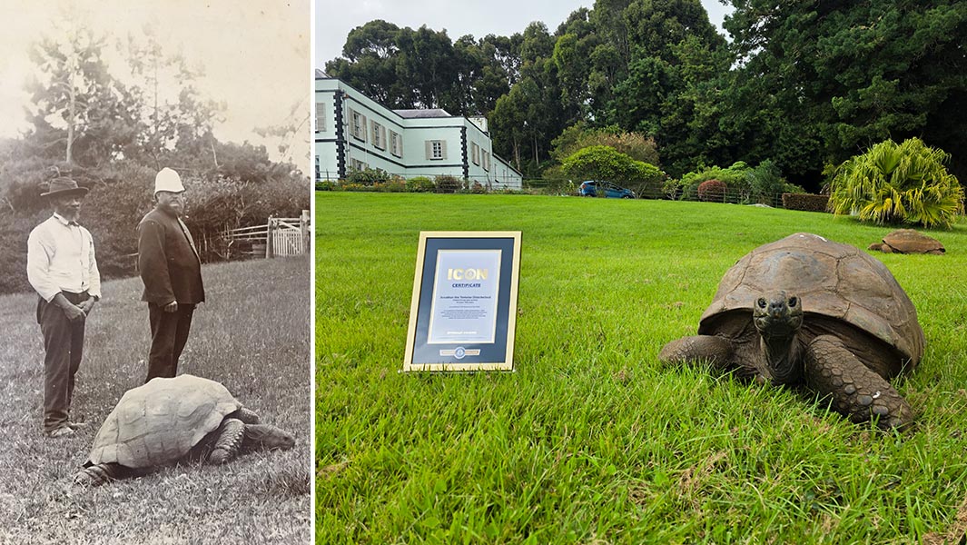 jonathan-the-tortoise-in-the-1880s-and-with-his-gwr-icon-certificate-in-2026