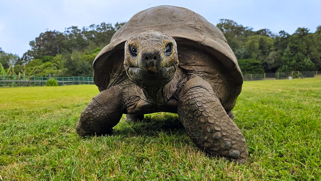 jonathan-the-tortoise-in-the-1880s-and-with-his-gwr-icon-certificate-in-2026