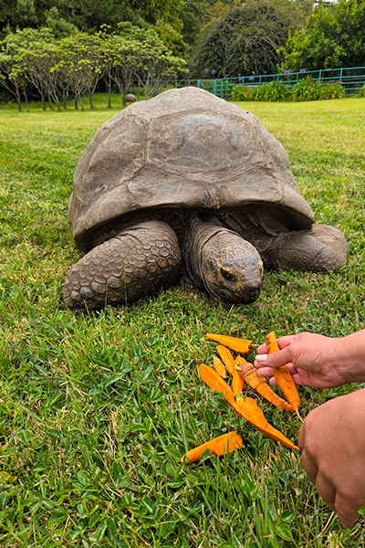 jonathan-the-tortoise-receiving-some-carrots-as-a-treat-from-the-vegetable-garden