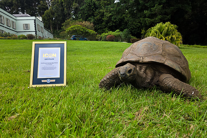 jonathan-the-tortoise-with-his-gwr-icon-certificate